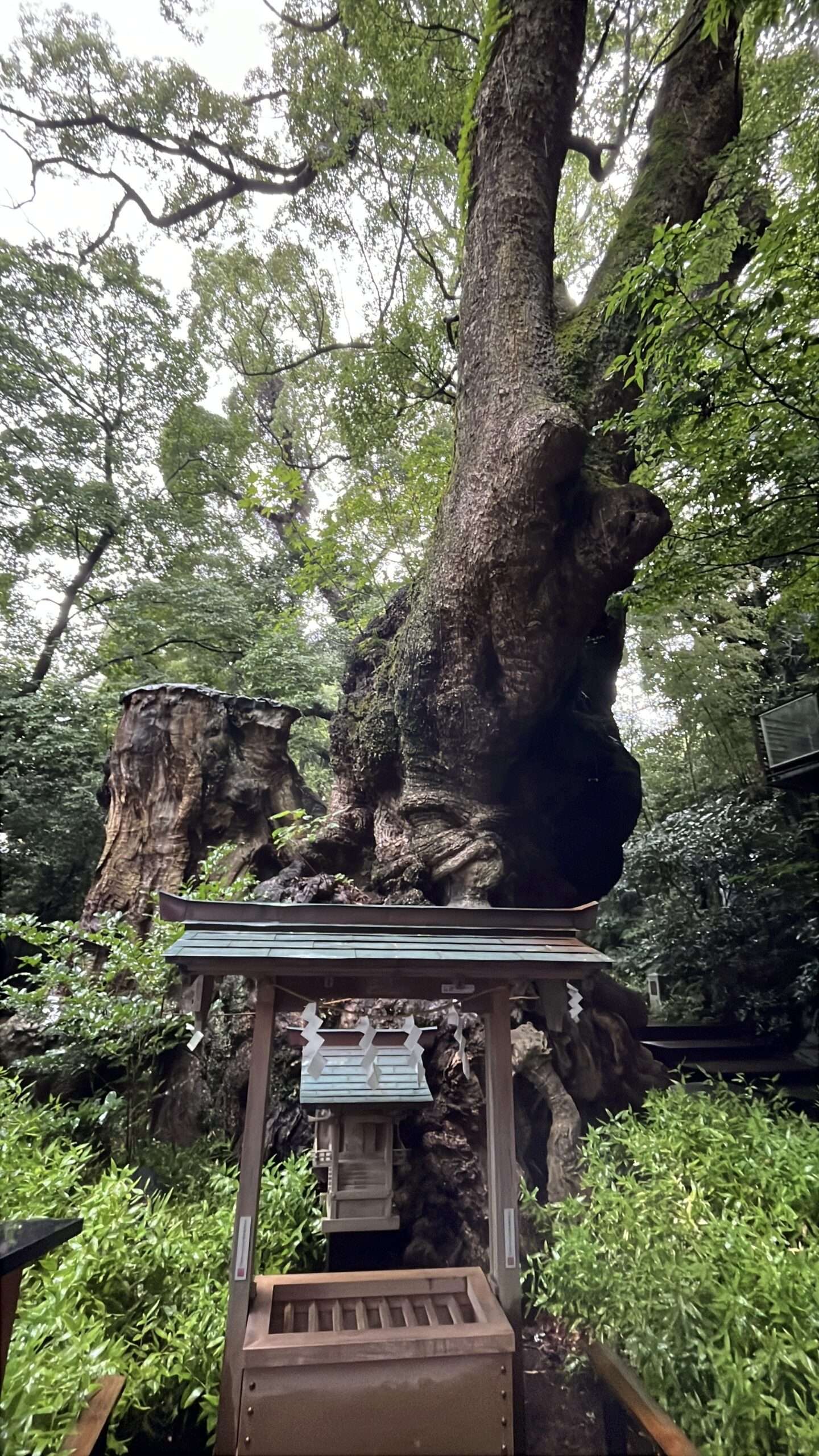 熱海の來宮神社にある大楠