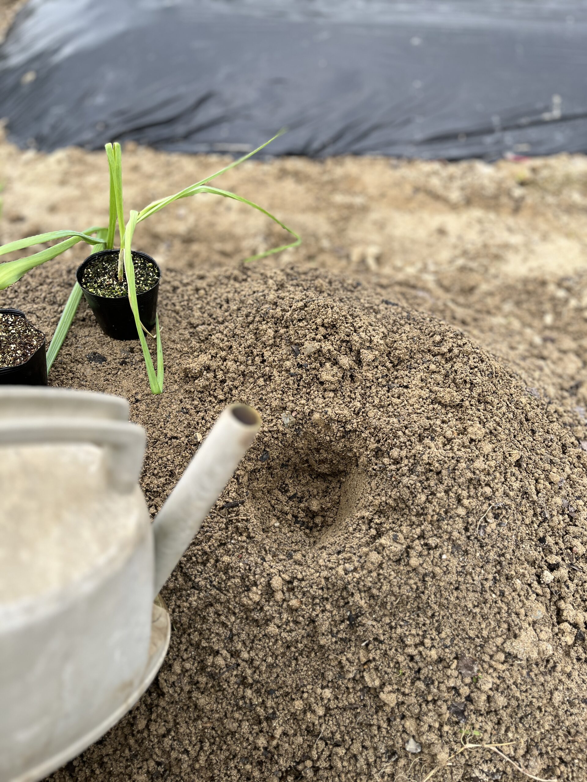 ニンニク苗の植え付け前に菌力アップ200倍希釈液を植え穴へ入れている様子