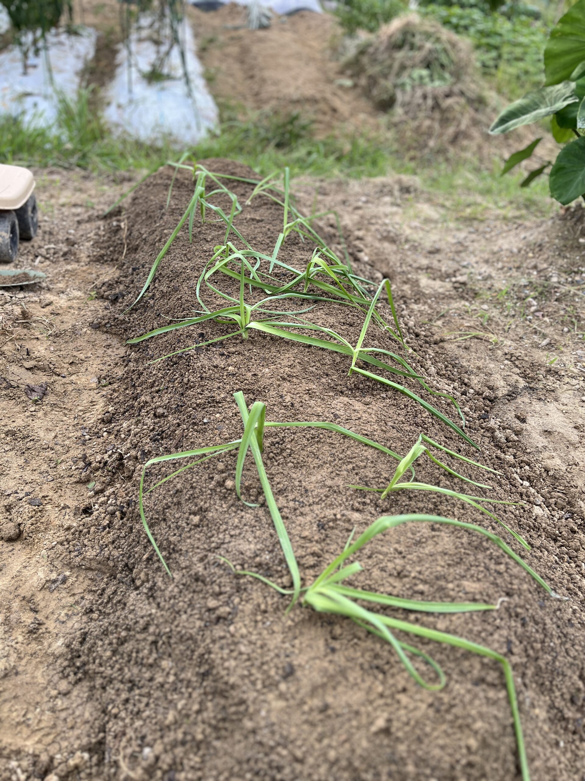 高畝への定植が完了したニンニク苗