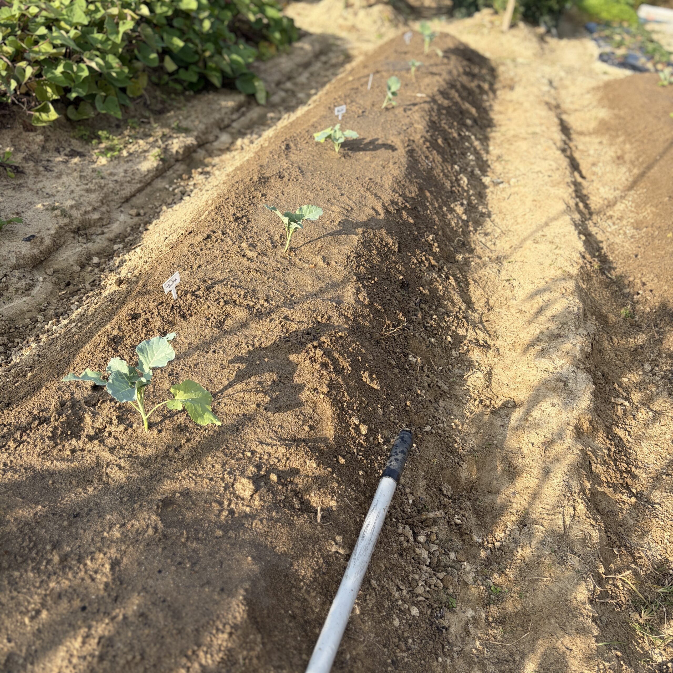 定植直後のブロッコリーと芽キャベツの畝