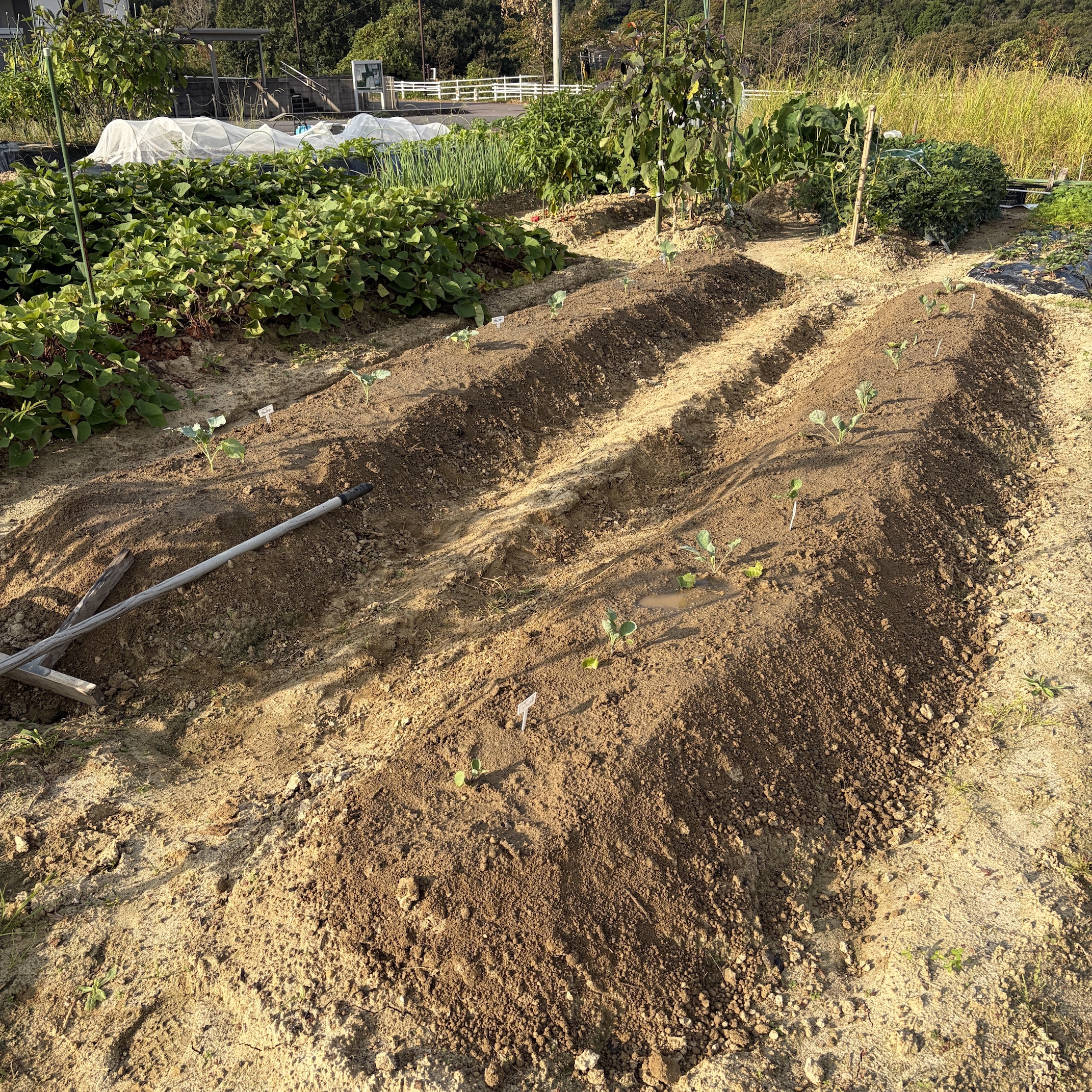 ブロッコリーと芽キャベツを定植した家庭菜園の畝