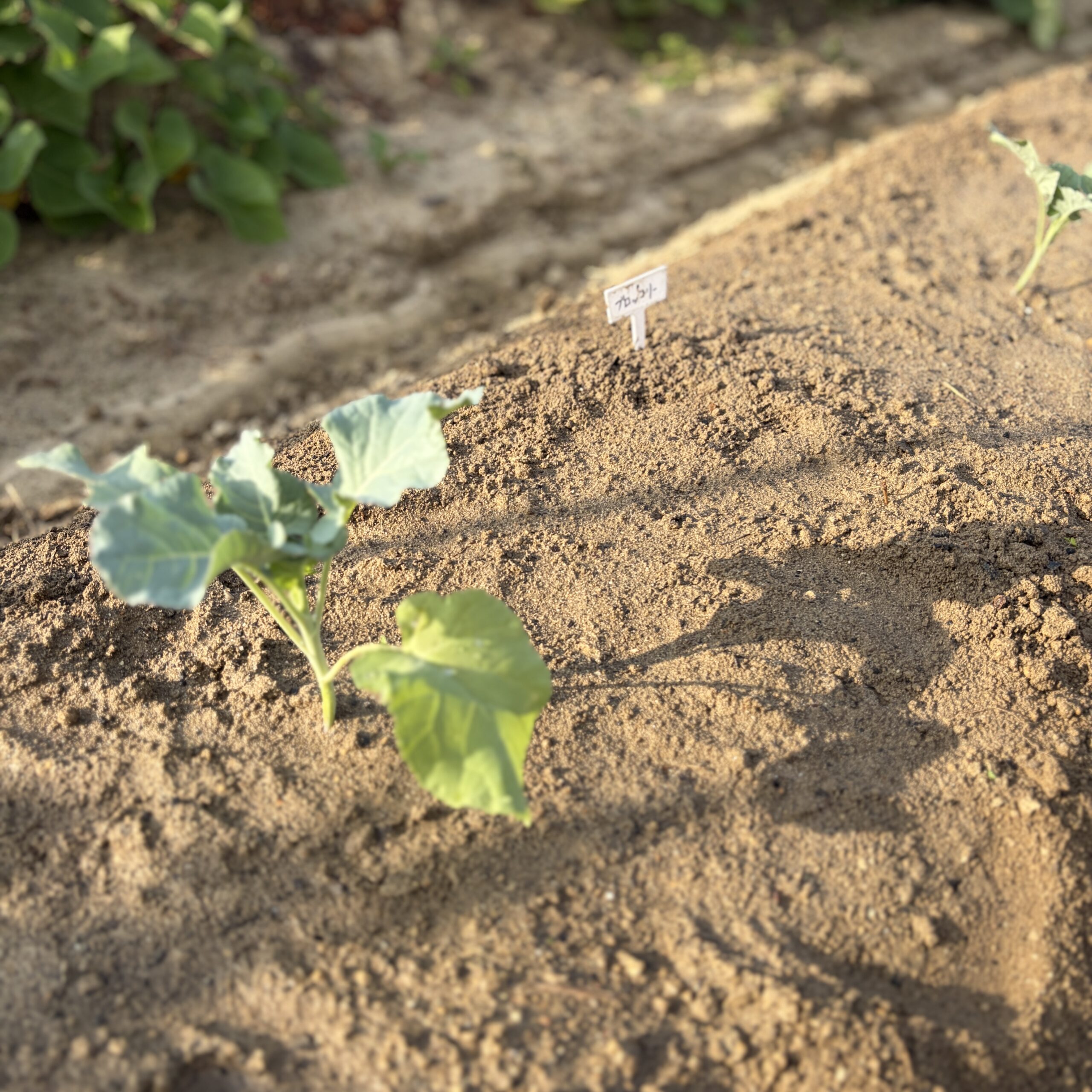 定植したブロッコリーの苗